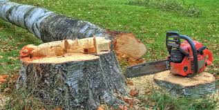 Tree and Shrub Care in Bodfish, CA