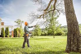 Best Tree Mulching  in Bodfish, CA
