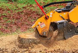 Best Tree Disease Treatment  in Bodfish, CA