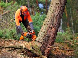 Seasonal Cleanup (Spring/Fall) in Bodfish, CA