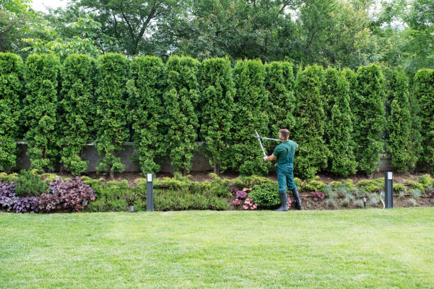 Best Lawn Watering Services  in Bodfish, CA