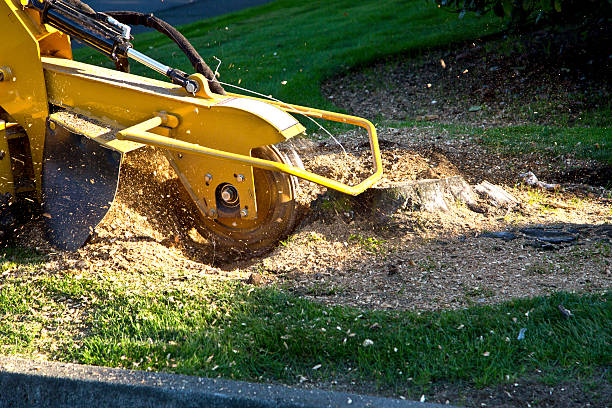 Best Hedge Trimming  in Bodfish, CA