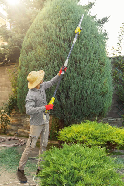 How Our Tree Care Process Works  in  Bodfish, CA