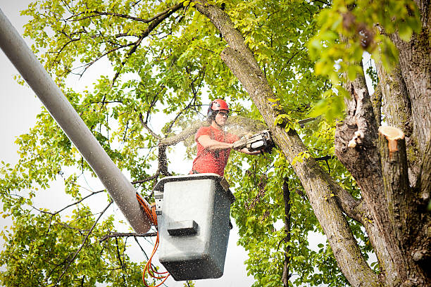Best Tree Health Inspection  in Bodfish, CA